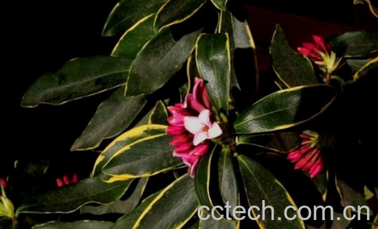 果蔬百科金边瑞香掉叶子怎么办-0