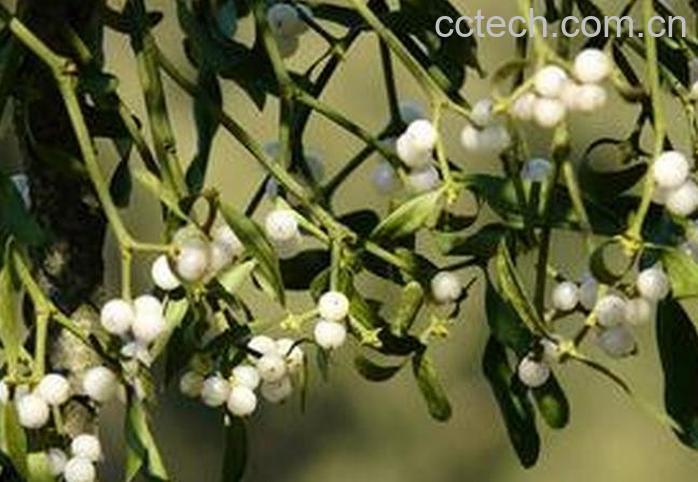 果蔬百科榭寄生养殖方法及注意事项-0