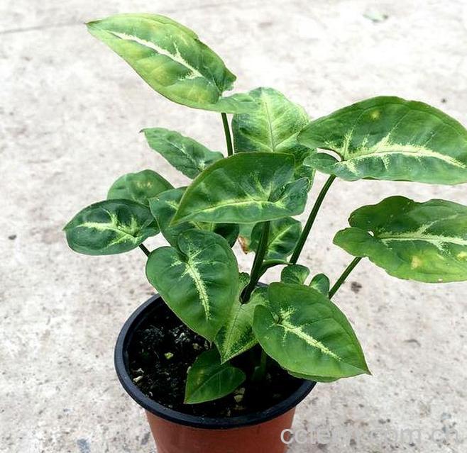 果蔬百科绿精灵的种植方法-0