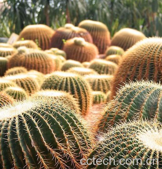 果蔬百科象牙球盆栽养殖方法及注意事项-0