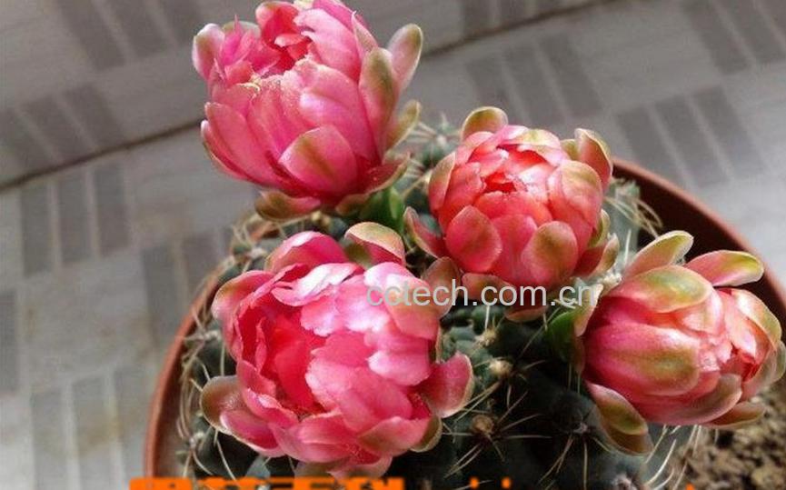 果蔬百科多肉绯花玉繁殖方法及注意事项-0