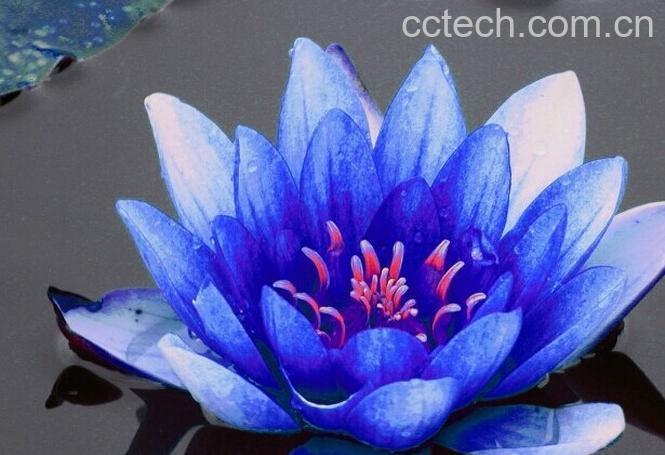 果蔬百科蓝莲花种植方法步骤-0