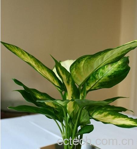 果蔬百科银皇后养殖方法及注意事项-0