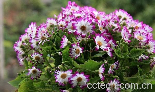 果蔬百科瓜叶菊叶子蔫了怎么办-0