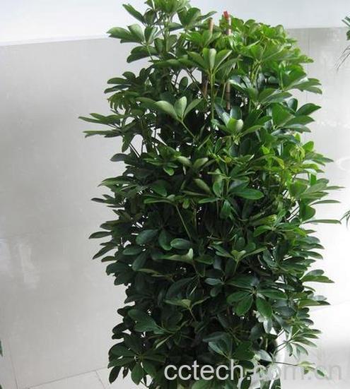 果蔬百科鹅掌柴的种植方法-0