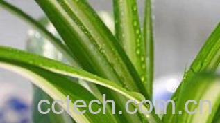 果蔬百科金心吊兰养殖方法及注意事项-0