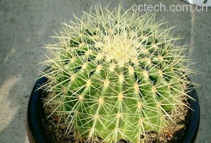 果蔬百科多肉金琥繁殖方法及注意事项-0