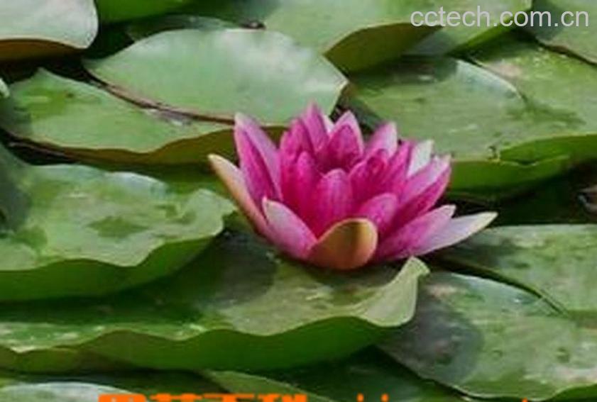 果蔬百科水芙蓉种植方法步骤-0