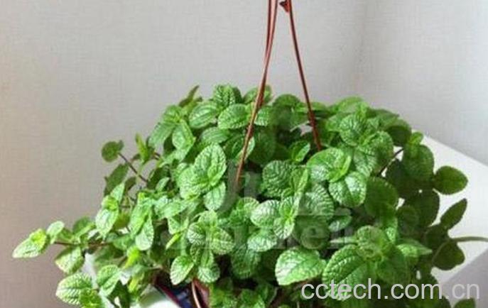 果蔬百科吸毒草叶子发黑怎么办-0