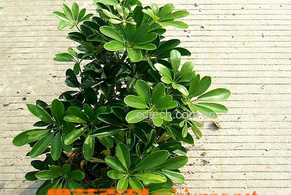 果蔬百科鸭脚木养殖方法及注意事项-0