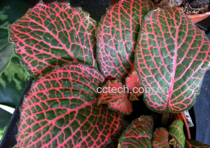 果蔬百科网纹草叶子蔫了怎么办-0