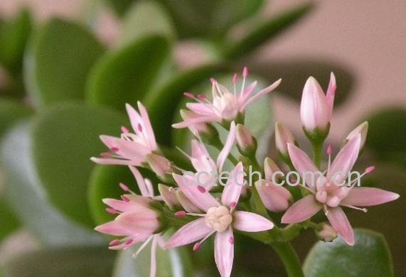 果蔬百科燕子掌掉叶子怎么办-0