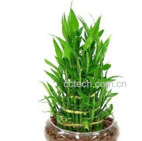 果蔬百科富贵竹的种植方法-0