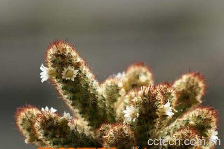 果蔬百科多肉金手指繁殖方法及注意事项-0