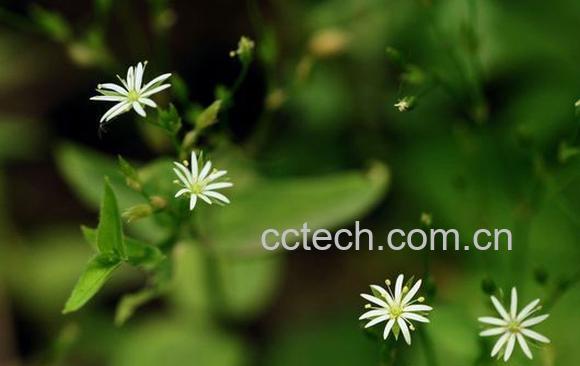 果蔬百科中国繁缕图片-0