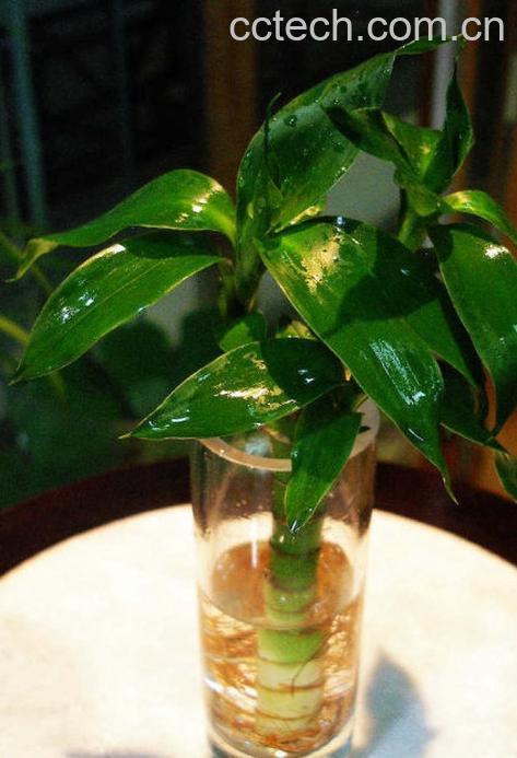 果蔬百科水培富贵竹的养法-0