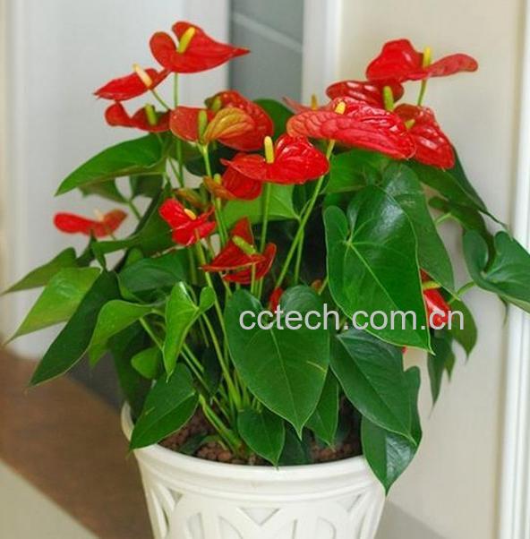 果蔬百科盆栽火鹤花的养殖方法-0