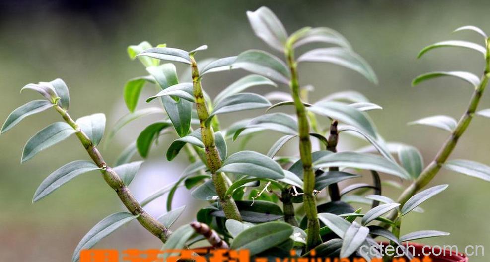 果蔬百科铁皮石斛的养殖方法和注意事项-0