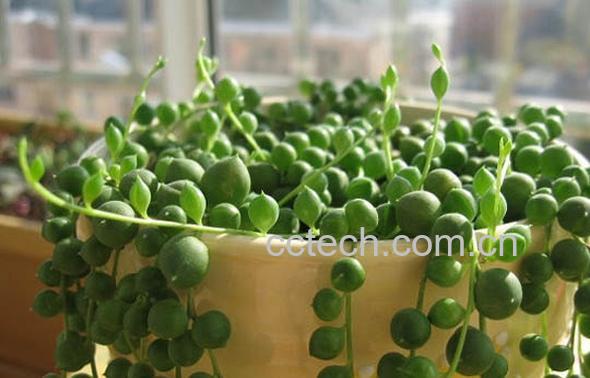 果蔬百科佛珠吊兰的养殖方法-0