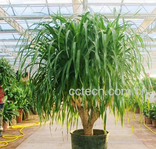 果蔬百科龙血树的养殖注意事项-0