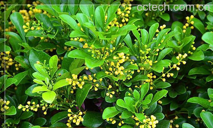 果蔬百科水培米兰花的养法-0