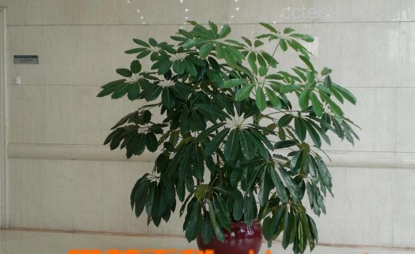 果蔬百科大叶伞的养殖方法和注意事项-0