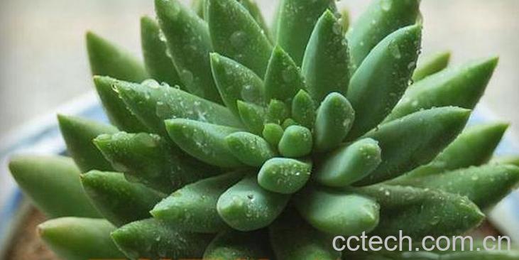 果蔬百科翡翠景天的养殖方法-0