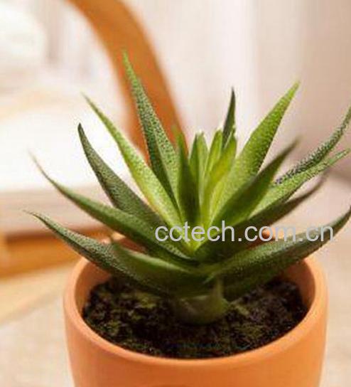 果蔬百科盆栽芦荟的养殖方法-0