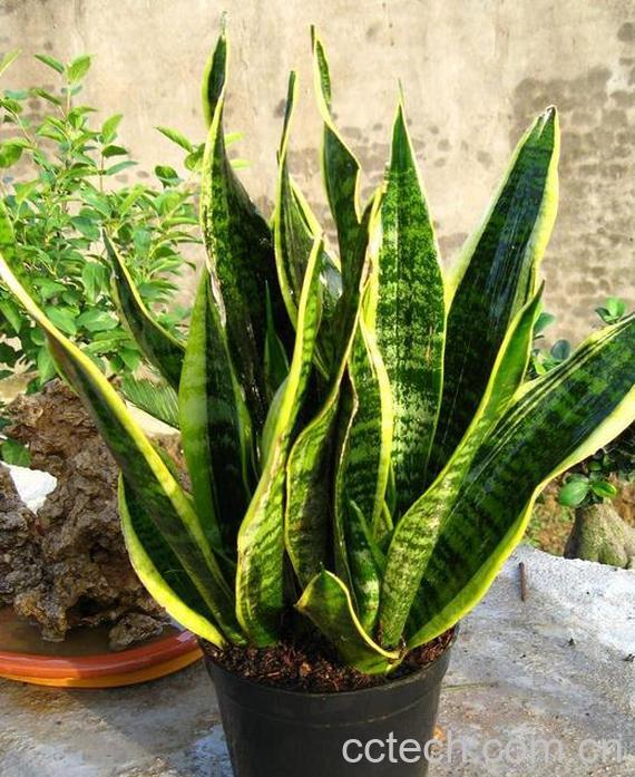果蔬百科虎尾兰的养殖方法和注意事项-0