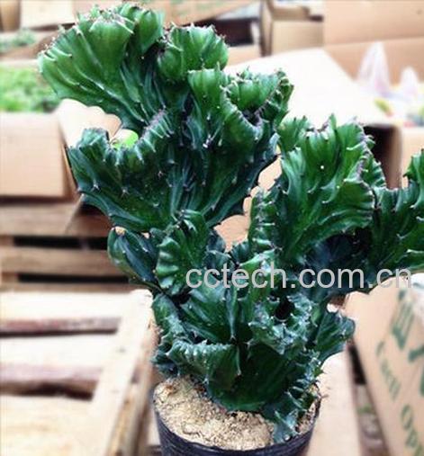 果蔬百科盆栽麒麟掌的养殖方法-0