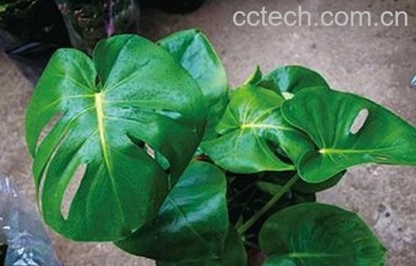 果蔬百科水培龟背竹的养法-0