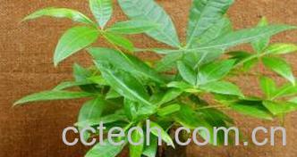 果蔬百科小发财树的养殖方法和注意事项-0