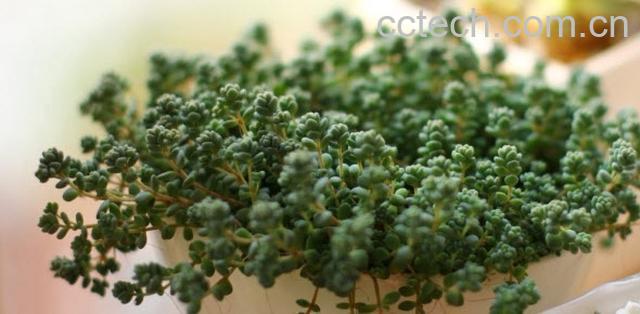 果蔬百科姬星美人的养殖方法-0