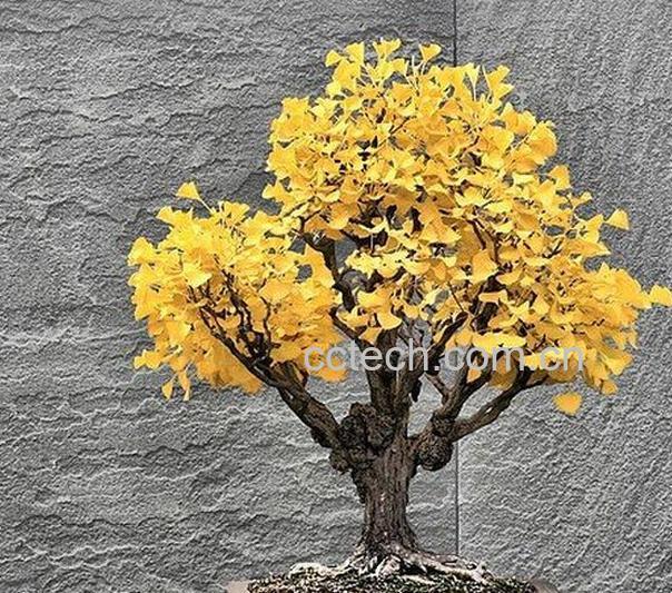 果蔬百科银杏树的养殖注意事项-0