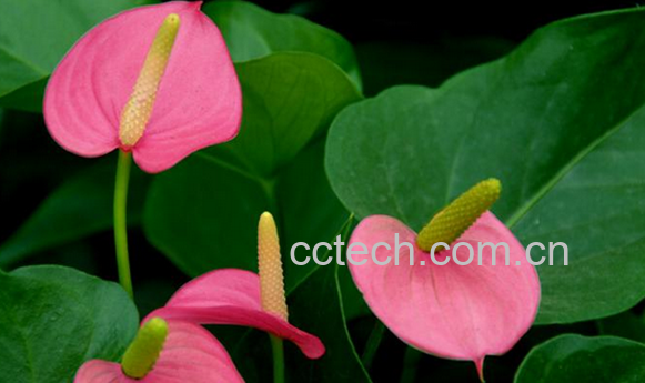 果蔬百科粉掌的养殖方法-1