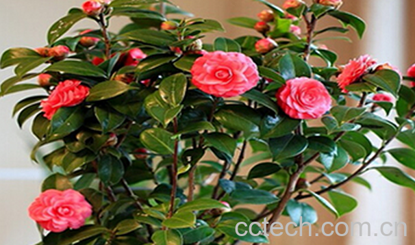 果蔬百科茶花的养殖方法-0