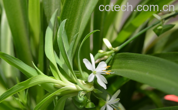 果蔬百科室内摆放什么植物好-0