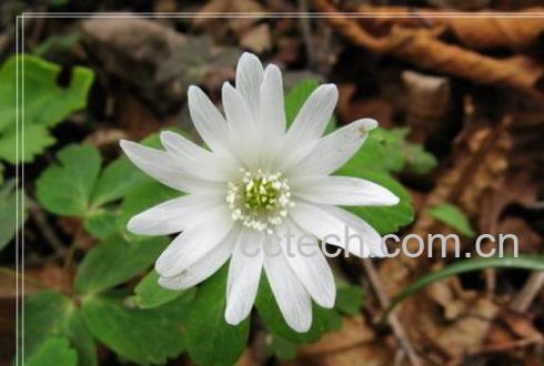 果蔬百科多被银莲花花卉盆景怎么养-0