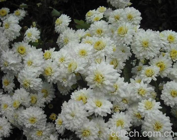 果蔬百科贡菊花养殖方法及注意事项-0