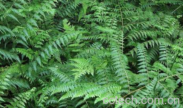 果蔬百科凤尾草的功效与作用-0