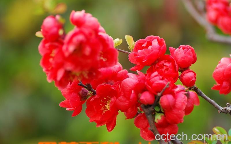 果蔬百科长寿冠海棠怎么养 长寿冠海棠的养殖方法技巧-0