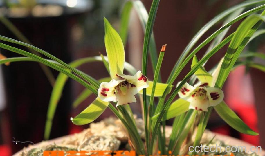 果蔬百科兰草的翻盆技巧-0