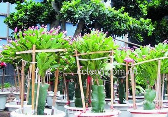 果蔬百科量天尺嫁接蟹爪兰方法-0