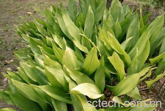 果蔬百科一叶兰的养殖方法-0