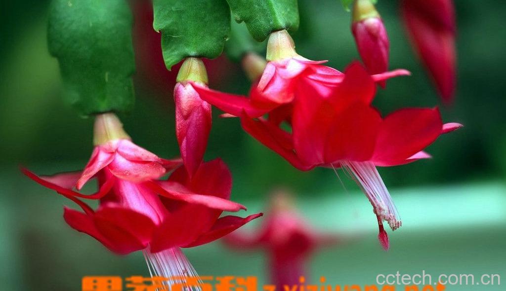 果蔬百科 蟹爪兰(蟹爪莲)的嫁接方法-0