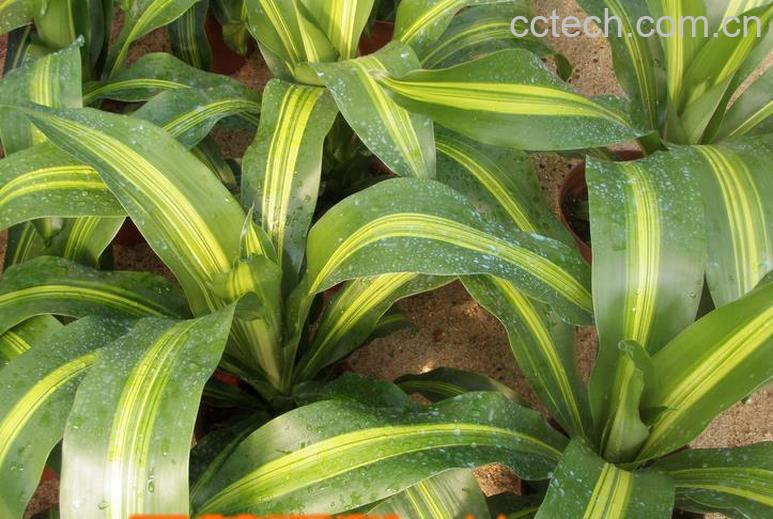 果蔬百科金心也门铁的养殖方法-0