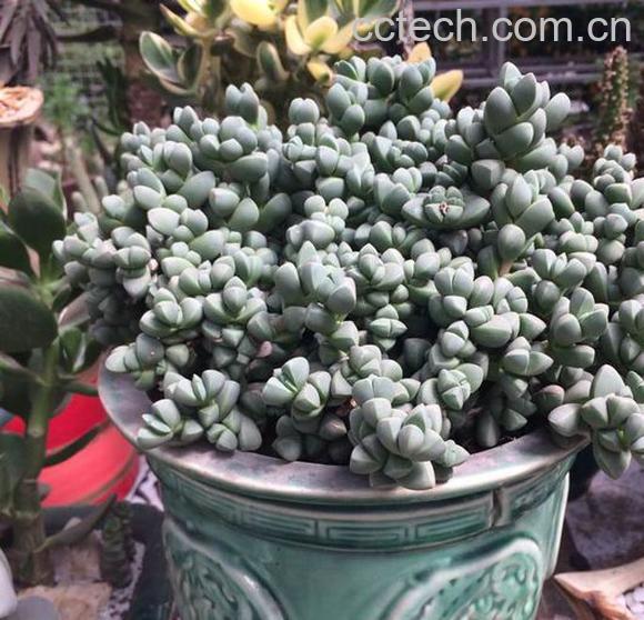 果蔬百科鹿角海棠的清理与枯叶处理-0