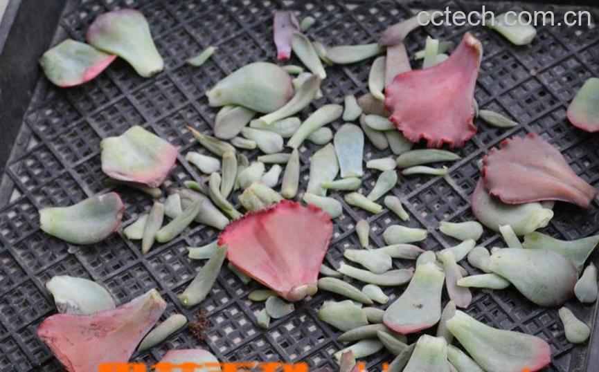 果蔬百科多肉叶片的清理与枯叶处理-0