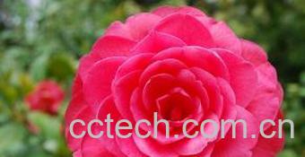 果蔬百科月季(月月红)的养护方法-0