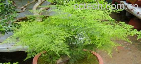 果蔬百科文竹植物叶子发黄怎么养-0